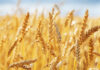 пшеница дорожает