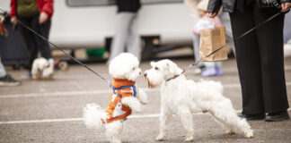 В Алматы прошел PetFest 2026 — крупнейший городской фестиваль для питомцев и их хозяев